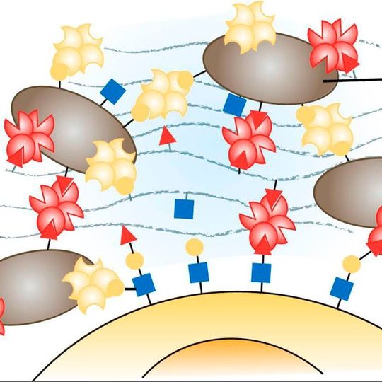 Das Schema illustriert die Quervernetzung der Zuckerstrukturen auf den Oberflächen des Wirts, der Bakterien sowie der Exopolysaccharide im Biofilm = "Zement/Klebstoff" des Biofilms (Ausschnitt) Das Schema illustriert die Quervernetzung der Zuckerstrukturen auf den Oberflächen des Wirts, der Bakterien sowie der Exopolysaccharide im Biofilm = "Zement/Klebstoff" des Biofilms (Ausschnitt)