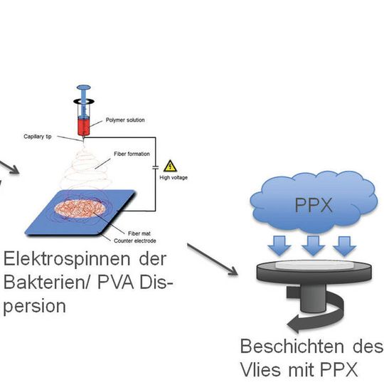 Abb. 1: Schema der Herstellung von Polymer/Bakterien-Kompositen (Ausschnitt) Abb. 1: Schema der Herstellung von Polymer/Bakterien-Kompositen (Ausschnitt)