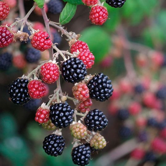 Brombeeren fielen auch im Jahr 2014 durch hohe Beanstandungsquoten bezüglich Pflanzenschutzmittelrückständen auf (10,8 % Grenzwertüberschreitungen). Brombeeren fielen auch im Jahr 2014 durch hohe Beanstandungsquoten bezüglich Pflanzenschutzmittelrückständen auf (10,8 % Grenzwertüberschreitungen).