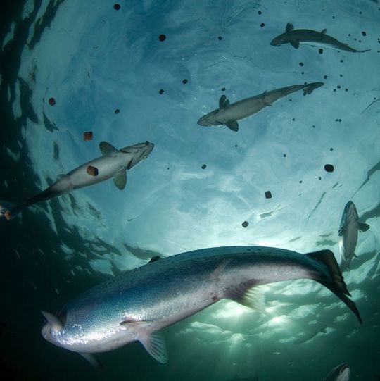 Nachhaltigkeit in der Aquakultur: Wissenschaftler von Evonik wollen Lachse, Garnelen und Co. langfristig zu Vegetariern machen. Dazu setzen sie auf den Ersatz von aus Wildfang erzeugtem Fischmehl und Fischöl im Futter. Im Bild: eine Lachszucht in Norwegen. Nachhaltigkeit in der Aquakultur: Wissenschaftler von Evonik wollen Lachse, Garnelen und Co. langfristig zu Vegetariern machen. Dazu setzen sie auf den Ersatz von aus Wildfang erzeugtem Fischmehl und Fischöl im Futter. Im Bild: eine Lachszucht in Norwegen.