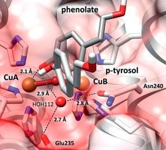 Blick in das katalytische Zentrum einer Tyrosinase: Die zwei Aminosäuren Glu235 und Asn240 fixieren ein Wassermolekül HOH112, das dem Substrat (p-Tyrosol) ein Proton entreißt (weiß). Das entstandene Phenolat kann nun an das Kupferion (CuA) binden und die Tyrosinase-Reaktion starten. Blick in das katalytische Zentrum einer Tyrosinase: Die zwei Aminosäuren Glu235 und Asn240 fixieren ein Wassermolekül HOH112, das dem Substrat (p-Tyrosol) ein Proton entreißt (weiß). Das entstandene Phenolat kann nun an das Kupferion (CuA) binden und die Tyrosinase-Reaktion starten.