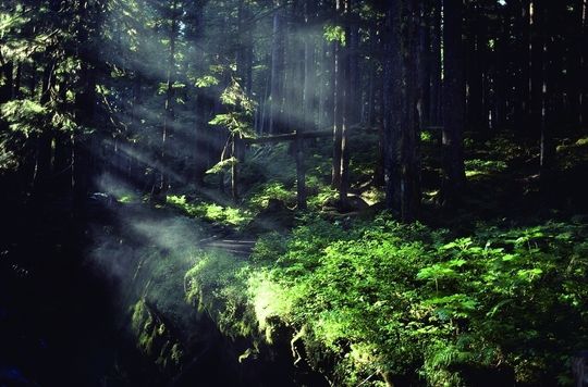 Myxobakterien bevorzugen als Lebensraum Gebiete, die reich an organischem Material wie Erdboden, verrottende Biomasse oder Tierexkremente sind. Der Waldboden bildet somit ein klassisches Habitat. Myxobakterien bevorzugen als Lebensraum Gebiete, die reich an organischem Material wie Erdboden, verrottende Biomasse oder Tierexkremente sind. Der Waldboden bildet somit ein klassisches Habitat.