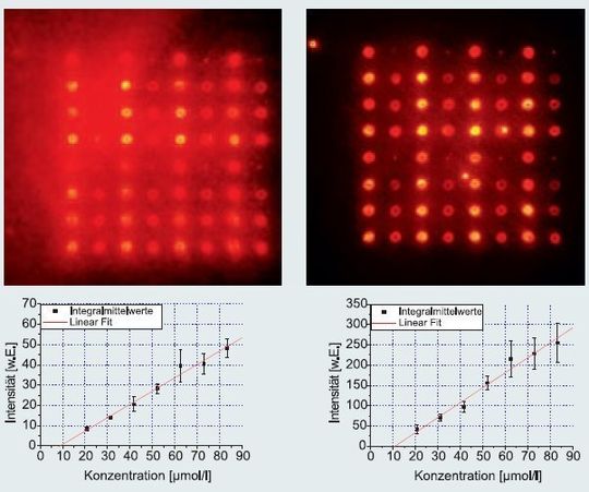 Abb.1: Mit OregonGreen markiertes Streptavidin gespottet in acht unterschiedlichen Konzentrationen, d(solid pin) = 150 µm. Der identische Array wurde im sichtbaren (511/530) und im UV (280/340) ausgelesen. Unten ist die Integralauswertung der Dots dargestellt. Abb.1: Mit OregonGreen markiertes Streptavidin gespottet in acht unterschiedlichen Konzentrationen, d(solid pin) = 150 µm. Der identische Array wurde im sichtbaren (511/530) und im UV (280/340) ausgelesen. Unten ist die Integralauswertung der Dots dargestellt.