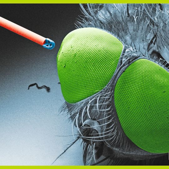 Komplexes 3D-gedrucktes Objektiv auf einer optischen Faser neben einer Fliege. Komplexes 3D-gedrucktes Objektiv auf einer optischen Faser neben einer Fliege.