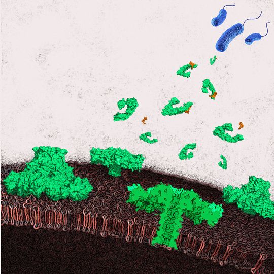 Aeromonas hydrophila-Bakterien (blau) setzen das Toxin Aerolysin frei (grün). An der Zelloberfläche macht das Protein mehrere Verwandlungen durch, die es ihm ermöglichen, die Zellwand zu durchdringen. Die Zelle läuft durch die Pore aus und stirbt. Aeromonas hydrophila-Bakterien (blau) setzen das Toxin Aerolysin frei (grün). An der Zelloberfläche macht das Protein mehrere Verwandlungen durch, die es ihm ermöglichen, die Zellwand zu durchdringen. Die Zelle läuft durch die Pore aus und stirbt.