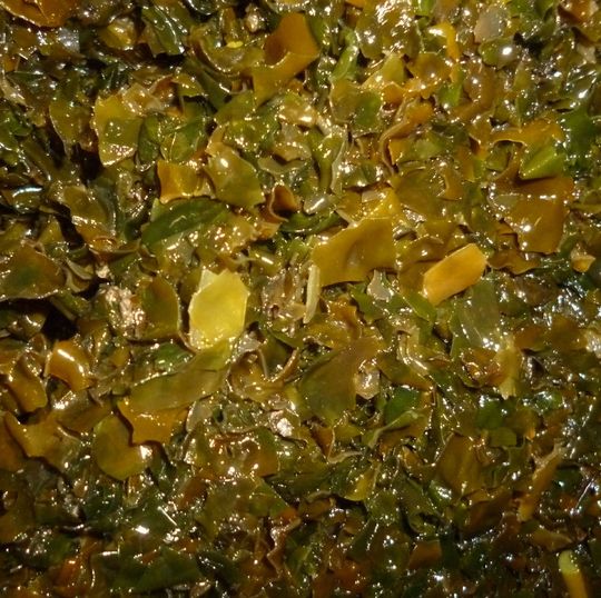 Der Seetang „Ascophyllum nodosum“ ist eine der zwei Arten aus denen die Forscher des Fraunhofer IVV ein Pulver gewinnen, das Lebensmitteln als Salzersatz zugegeben werden kann. Der Seetang „Ascophyllum nodosum“ ist eine der zwei Arten aus denen die Forscher des Fraunhofer IVV ein Pulver gewinnen, das Lebensmitteln als Salzersatz zugegeben werden kann.