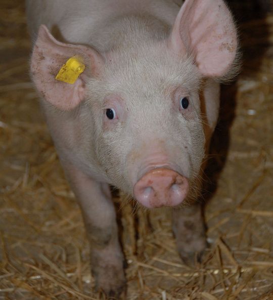 Bei älteren Ferkeln sind neben dem Pilz Pneumocystis carinii auch schon Bakterien nachweisbar. Bei älteren Ferkeln sind neben dem Pilz Pneumocystis carinii auch schon Bakterien nachweisbar.