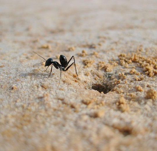 Eine Wüstenameise am Eingangsbereich ihres Ameisennestes Eine Wüstenameise am Eingangsbereich ihres Ameisennestes