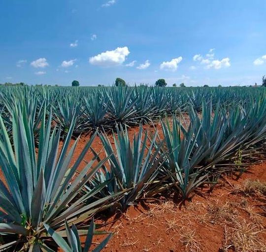 Der Automobilhersteller Ford kooperiert jetzt mit dem Tequila-Weltmarktführer Cuervo. Nicht aber, um etwa die Minibars in Premiumfahrzeugen zu bestücken, sondern es geht um Leichtbau mittels Pflanzenfasern der Agave, die als Abfallprodukt bei der Tequilaherstellung anfallen. Der Automobilhersteller Ford kooperiert jetzt mit dem Tequila-Weltmarktführer Cuervo. Nicht aber, um etwa die Minibars in Premiumfahrzeugen zu bestücken, sondern es geht um Leichtbau mittels Pflanzenfasern der Agave, die als Abfallprodukt bei der Tequilaherstellung anfallen.