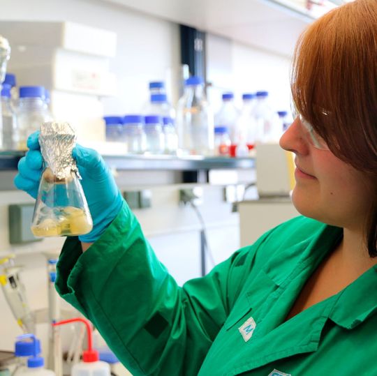 Eine Chemikerin des HZDR bereitet Pilze für die Untersuchungen vor. Nach den Laborversuchen wollen die Forscher das Potential auch im freien Feld testen. (Ausschnitt) Eine Chemikerin des HZDR bereitet Pilze für die Untersuchungen vor. Nach den Laborversuchen wollen die Forscher das Potential auch im freien Feld testen. (Ausschnitt)