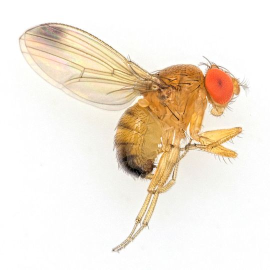 2014 sorgte die Kirschessigfliege, Drosophila suzukii, in vielen Regionen Mitteleuropas für massive Ernteausfälle bei Kirschen, Himbeeren, Pflaumen und Trauben. 2014 sorgte die Kirschessigfliege, Drosophila suzukii, in vielen Regionen Mitteleuropas für massive Ernteausfälle bei Kirschen, Himbeeren, Pflaumen und Trauben.