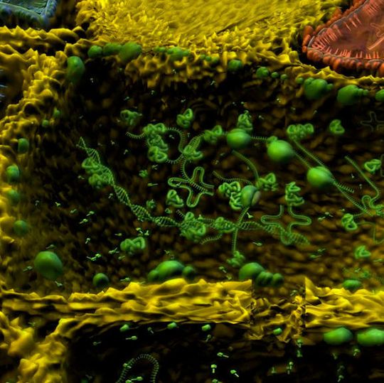 Wie und wo lebten die ersten Zellen auf unserem Planeten? (Ausschnitt) Wie und wo lebten die ersten Zellen auf unserem Planeten? (Ausschnitt)