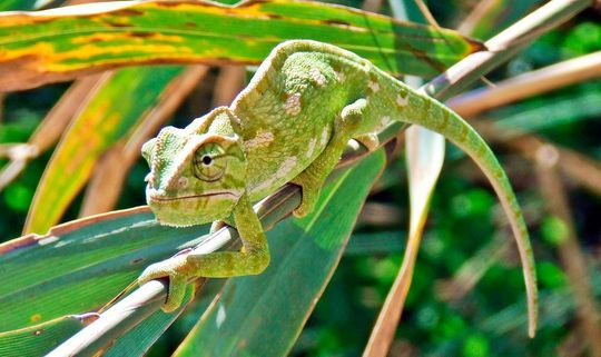 Wandel findet nicht nur in der Tierwelt statt. Auch Unternehmen müssen sich im digitalen Wandel – ähnlich wie ein Chamäleon – an neue Gegebenheiten anpassen und ihre Strukturen verändern. Wandel findet nicht nur in der Tierwelt statt. Auch Unternehmen müssen sich im digitalen Wandel – ähnlich wie ein Chamäleon – an neue Gegebenheiten anpassen und ihre Strukturen verändern.