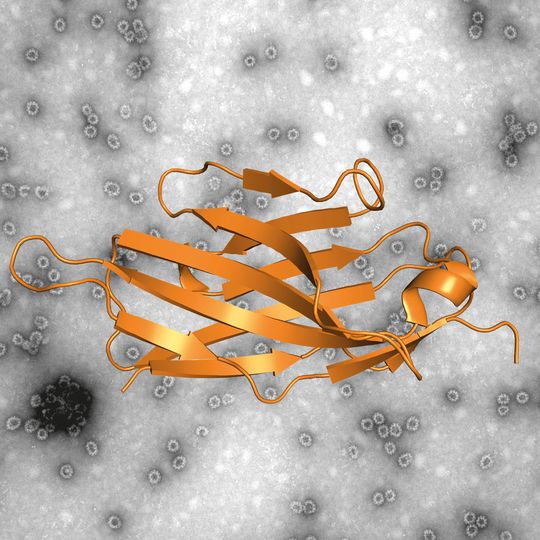 Elektronenmikroskopische Aufnahme eines Norovirus-ähnlichen Partikels (VLP) sowie die Darstellung eines Nanobodys. Nano-85 bindet an Norovirus-VLPs und zerlegt sie in ihre Einzelteile. Elektronenmikroskopische Aufnahme eines Norovirus-ähnlichen Partikels (VLP) sowie die Darstellung eines Nanobodys. Nano-85 bindet an Norovirus-VLPs und zerlegt sie in ihre Einzelteile.