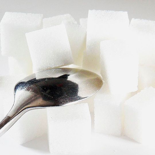 Forscher haben entdeckt, dass der Zuckertransport ins Gehirn durch so genannte Stützzellen reguliert wird. Forscher haben entdeckt, dass der Zuckertransport ins Gehirn durch so genannte Stützzellen reguliert wird.