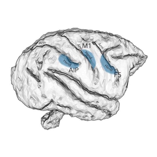 Handbewegungen werden im Primatengehirn durch die Areale AIP, F5 und M1 kontrolliert. Die Hirnregionen bilden zusammen ein neuronales Netzwerk, das die Planung und Ausführung von Handgriffen steuert. Handbewegungen werden im Primatengehirn durch die Areale AIP, F5 und M1 kontrolliert. Die Hirnregionen bilden zusammen ein neuronales Netzwerk, das die Planung und Ausführung von Handgriffen steuert.