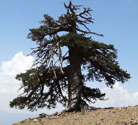 Europas ältester lebender Baum: Die Panzerkiefer „Adonis“ wurde von den Forschern im Pindosgebirge in Griechenland entdeckt. Europas ältester lebender Baum: Die Panzerkiefer „Adonis“ wurde von den Forschern im Pindosgebirge in Griechenland entdeckt.