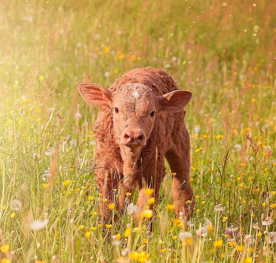 Acht Prozent der Baunvieh-Kälber werden ohne Saugreflex geboren. Acht Prozent der Baunvieh-Kälber werden ohne Saugreflex geboren.