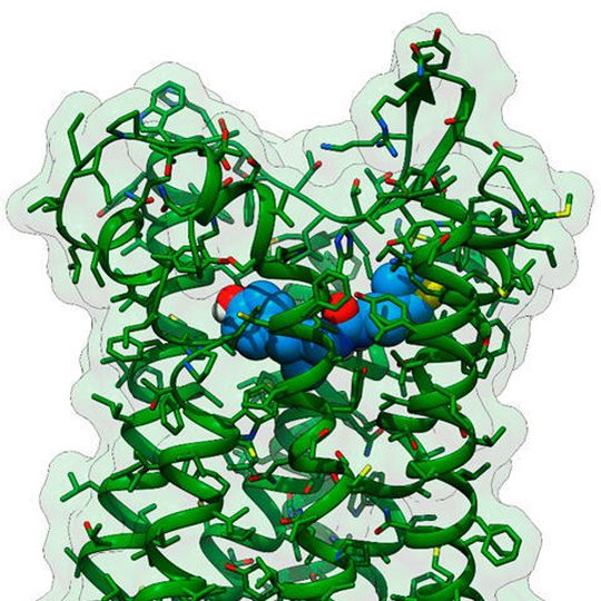3D-Strukturenmodell des neuartigen Analgetikums PZM21 (blau mit rot und gelb) gebunden an den μ-Opioidrezeptor (grün), der für seine Wirkung verantwortlich ist. (Ausschnitt) 3D-Strukturenmodell des neuartigen Analgetikums PZM21 (blau mit rot und gelb) gebunden an den μ-Opioidrezeptor (grün), der für seine Wirkung verantwortlich ist. (Ausschnitt)