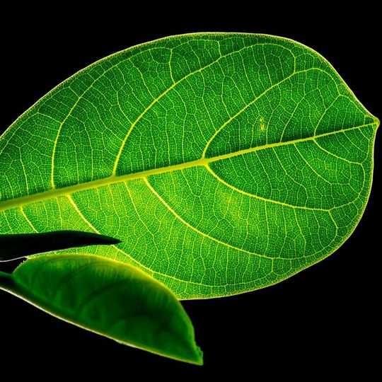 Wissenschaftler des Forschungszentrums Jülich machen es Pflanzen nach: Sie haben ein komplettes und kompaktes Design einer Anlage für die künstliche Photosynthese entwickelt. Wissenschaftler des Forschungszentrums Jülich machen es Pflanzen nach: Sie haben ein komplettes und kompaktes Design einer Anlage für die künstliche Photosynthese entwickelt.