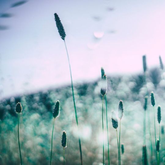 Ein neu entwickelter Impfstoff gegen Gräserpollen-Allergien könnte auch eine wirksame Behandlungsoption gegen die Infektion mit Hepatitis B sein. Ein neu entwickelter Impfstoff gegen Gräserpollen-Allergien könnte auch eine wirksame Behandlungsoption gegen die Infektion mit Hepatitis B sein.