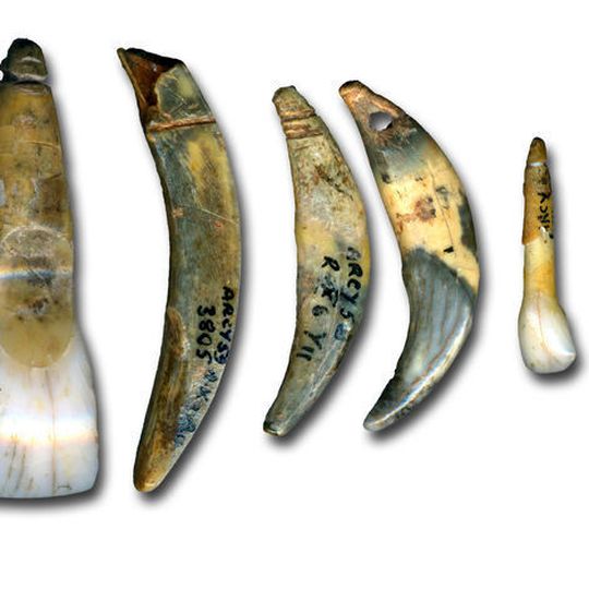Von Neandertalern während der archäologischen Kultur „Châtelperronien“ hergestellter Körperschmuck aus der Grotte du Renne in Arcy-sur-Cure in Frankreich. (Ausschnitt) Von Neandertalern während der archäologischen Kultur „Châtelperronien“ hergestellter Körperschmuck aus der Grotte du Renne in Arcy-sur-Cure in Frankreich. (Ausschnitt)