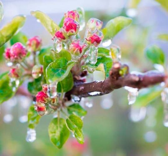 In der Landwirtschaft und im Gartenbau wird Frühfrost (früh im Jahr; noch in der Vegetationsperiode) gefürchtet, weil er – genau wie Spätfrost – zu Ernteausfällen führen kann. Bei Frühfrostgefahr wird frostberegnet etwa bei Apfelbäumen. In der Landwirtschaft und im Gartenbau wird Frühfrost (früh im Jahr; noch in der Vegetationsperiode) gefürchtet, weil er – genau wie Spätfrost – zu Ernteausfällen führen kann. Bei Frühfrostgefahr wird frostberegnet etwa bei Apfelbäumen.