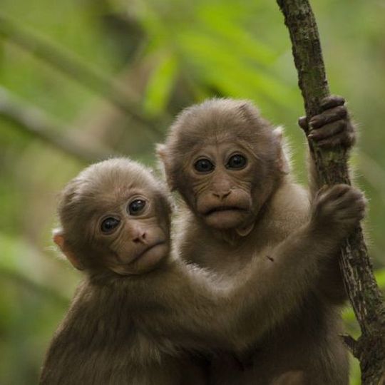 Zwei junge Assammakaken im nordöstlichen Bergwald Thailands. Zwei junge Assammakaken im nordöstlichen Bergwald Thailands.