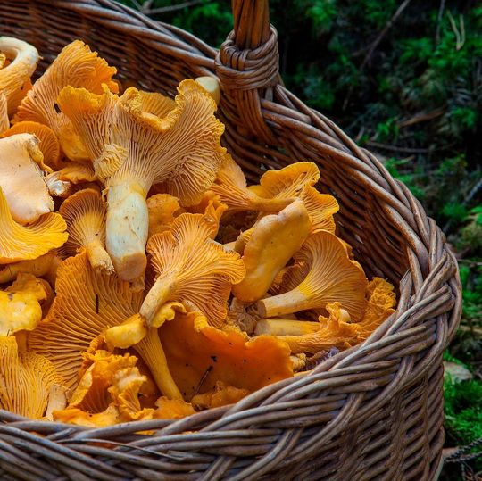 Die Belastung mit Schwermetallen ist bei Wildpilzen wie Steinpilzen, Pfifferlingen, Morcheln oder Schwammerln im Vergleich zu anderen Lebensmitteln hoch Die Belastung mit Schwermetallen ist bei Wildpilzen wie Steinpilzen, Pfifferlingen, Morcheln oder Schwammerln im Vergleich zu anderen Lebensmitteln hoch