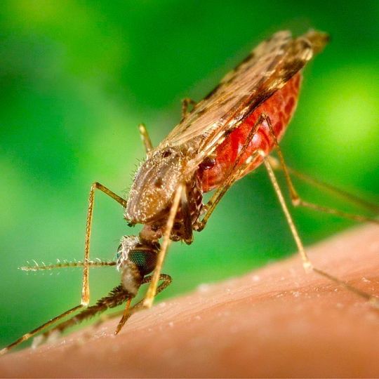 Als Überträger von Malaria können verschiedene Stechmücken-Arten der Gattung Anopheles auftreten. Als Überträger von Malaria können verschiedene Stechmücken-Arten der Gattung Anopheles auftreten.
