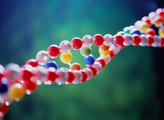 1 Haupteinsatzgebiet der Real-Time-PCR ist die Quantifizierung von Nukleinsäuren. 1 Haupteinsatzgebiet der Real-Time-PCR ist die Quantifizierung von Nukleinsäuren.
