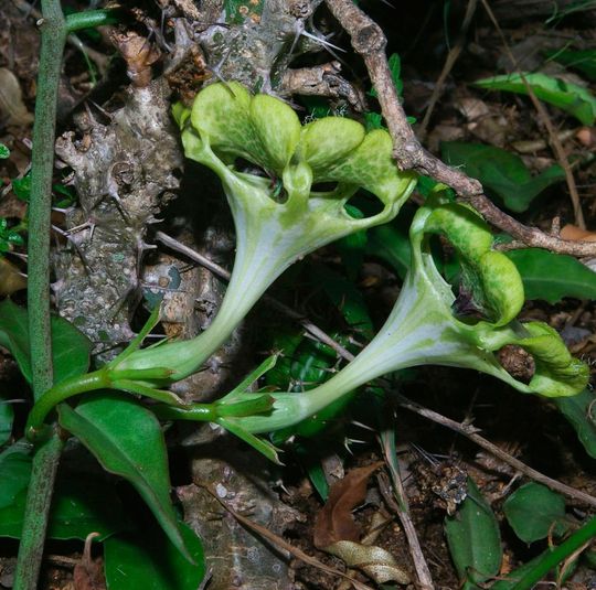 Fallschirm-Leuchterblume am Erdboden unter einem Strauch. In ihren Kesselfallenblüten kann sie bestäubende Fliegen gefangen halten. Fallschirm-Leuchterblume am Erdboden unter einem Strauch. In ihren Kesselfallenblüten kann sie bestäubende Fliegen gefangen halten.