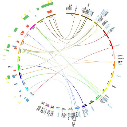 Die Abbildung zeigt, dass viele bekannte Gene, die das Darmmikrobiom in der Maus beeinflussen, mit den menschlichen Genen identisch sind, die von der Kieler Studie identifiziert wurden (Verbindungslinien innerhalb des Kreises). Die linke Seite zeigt dabei die Positionen auf der Maus-DNA, die rechte Seite die menschlichen Chromosomenabschnitte. Die Abbildung zeigt, dass viele bekannte Gene, die das Darmmikrobiom in der Maus beeinflussen, mit den menschlichen Genen identisch sind, die von der Kieler Studie identifiziert wurden (Verbindungslinien innerhalb des Kreises). Die linke Seite zeigt dabei die Positionen auf der Maus-DNA, die rechte Seite die menschlichen Chromosomenabschnitte.