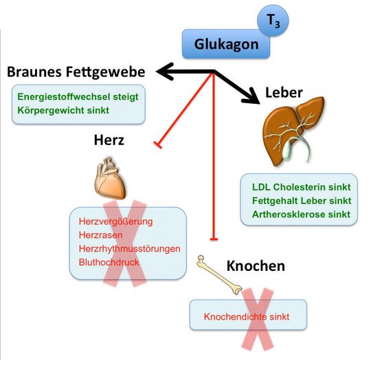 Glukagon/T3 verbessert Fettleber und Cholesterinspiegel ohne unerwünschte Effekte auf Herz und Knochen (Ausschnitt) Glukagon/T3 verbessert Fettleber und Cholesterinspiegel ohne unerwünschte Effekte auf Herz und Knochen (Ausschnitt)