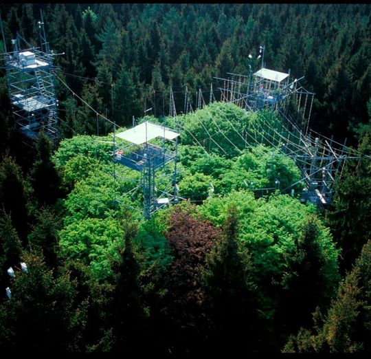 Experiment mit Ozon-Benebelung im Mischwald. Experiment mit Ozon-Benebelung im Mischwald.