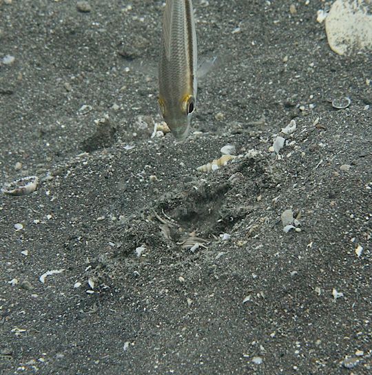 Ein Fisch greift den eingegrabenen Riesenborstenwurm an. Ein Fisch greift den eingegrabenen Riesenborstenwurm an.