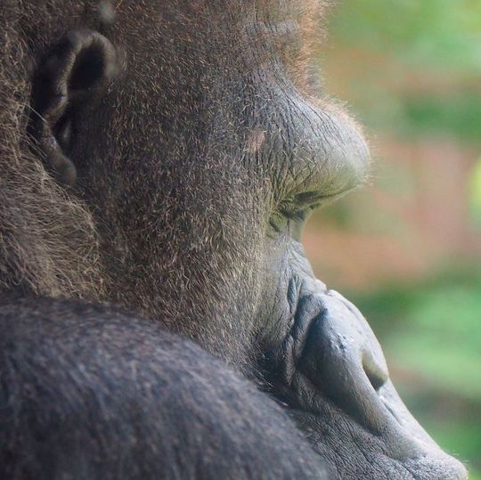 Ein bisher unbekanntes Gen, das man so bisher nur bei Affen gefunden hat, haben Forscher jetzt im menschlichen Genom ausgemacht. Ein bisher unbekanntes Gen, das man so bisher nur bei Affen gefunden hat, haben Forscher jetzt im menschlichen Genom ausgemacht.