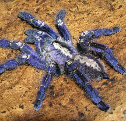 Die blaue Vogelspinne (Poecilotheria metallica) inspirierte Forscher zur Herstellung nicht irisierender struktureller Farben. Die blaue Vogelspinne (Poecilotheria metallica) inspirierte Forscher zur Herstellung nicht irisierender struktureller Farben.