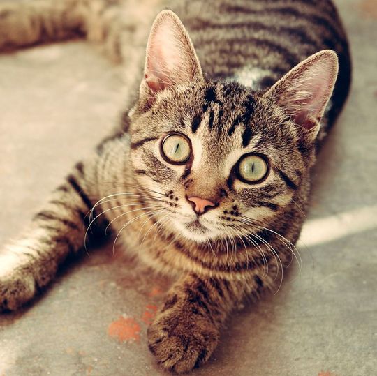 Viele Katzen sind Überträger von Toxoplasma gondii, dem Erreger der Toxoplasmose. Viele Katzen sind Überträger von Toxoplasma gondii, dem Erreger der Toxoplasmose.