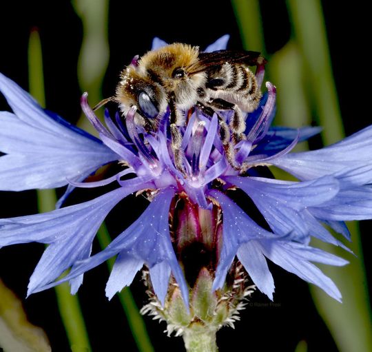 Die Mohnbiene (Hoplitis papaveris) beim Blütenbesuch auf einer Kornblume. Die Mohnbiene (Hoplitis papaveris) beim Blütenbesuch auf einer Kornblume.