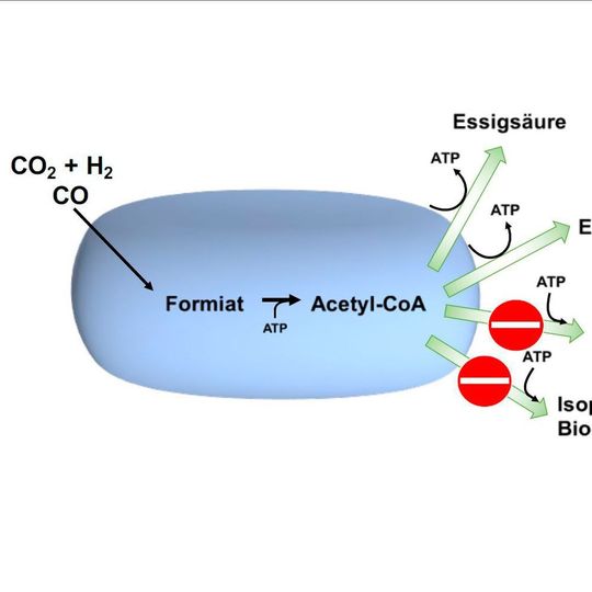Acetogene (essigsäurebildende) Bakterien produzieren aus H2 + CO2 oder CO Essigsäure oder Ethanol. Zum Vergrößern der Grafik die Bildergalerie klicken ... Acetogene (essigsäurebildende) Bakterien produzieren aus H2 + CO2 oder CO Essigsäure oder Ethanol. Zum Vergrößern der Grafik die Bildergalerie klicken ...