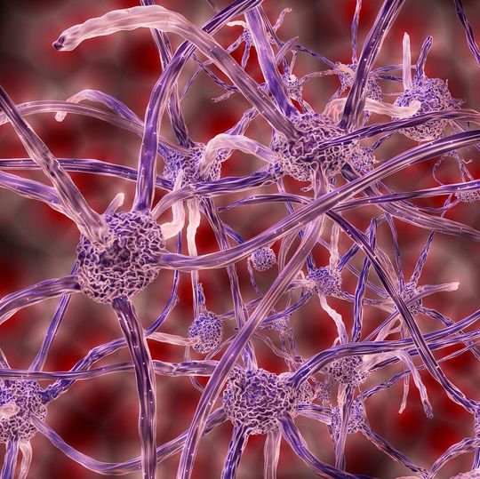 Neurowissenschaftler konnten bei verletztem Rückenmark durch die Reaktivierung eines Gens verlorene Motorik wieder herstellen Neurowissenschaftler konnten bei verletztem Rückenmark durch die Reaktivierung eines Gens verlorene Motorik wieder herstellen