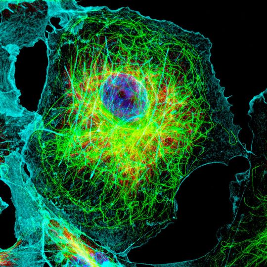 Nanoskopie: mehrfarbige STED-Aufnahme einer COS-7-Zelle. STED: Vimentin, Alexa 647 (rot); Alpha-Tubulin, Alexa 594 (grün); F-Actin, Alexa 488 Phalloidin (cyan). Konfokal: DAPI (blau). Mit freundlicher Genehmigung von Dr. Eugene Katrukha, Universität Utrecht, Niederlande. Nanoskopie: mehrfarbige STED-Aufnahme einer COS-7-Zelle. STED: Vimentin, Alexa 647 (rot); Alpha-Tubulin, Alexa 594 (grün); F-Actin, Alexa 488 Phalloidin (cyan). Konfokal: DAPI (blau). Mit freundlicher Genehmigung von Dr. Eugene Katrukha, Universität Utrecht, Niederlande.