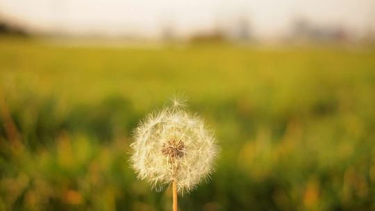 Agilität: ein Konzept, das schnelles und gleichzeitig effektives Entscheiden und Umsetzen verspricht, erobert angesichts sich stark verändernder Märkte immer mehr die aktuelle Management-Diskussion und steht auch im Marketing derzeit weit oben auf der Agenda. Agilität: ein Konzept, das schnelles und gleichzeitig effektives Entscheiden und Umsetzen verspricht, erobert angesichts sich stark verändernder Märkte immer mehr die aktuelle Management-Diskussion und steht auch im Marketing derzeit weit oben auf der Agenda.