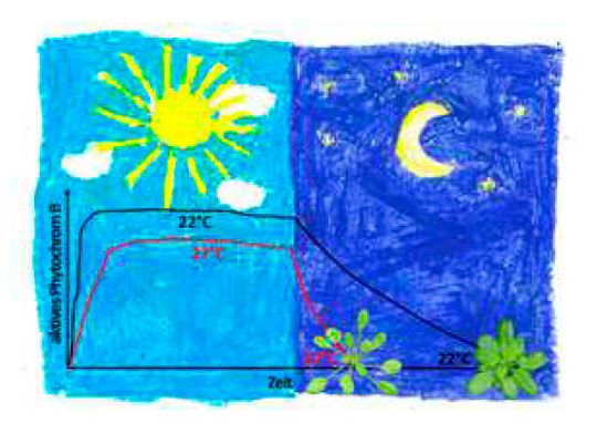 Die Menge des aktiven Phytochrom B wird durch Licht und Temperatur reguliert: Bei höheren Temperaturen wird Phytochrom B stärker inaktiviert und so das Längenwachstum der Pflanzen gefördert. Die Menge des aktiven Phytochrom B wird durch Licht und Temperatur reguliert: Bei höheren Temperaturen wird Phytochrom B stärker inaktiviert und so das Längenwachstum der Pflanzen gefördert.