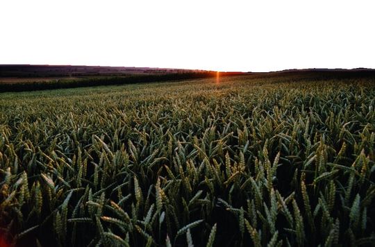 Immer häufiger mit Antibiotika belastet: Getreidepflanzen nehmen die Tierarzneimittel über die Wurzel aus güllebeaufschlagten Böden auf. Immer häufiger mit Antibiotika belastet: Getreidepflanzen nehmen die Tierarzneimittel über die Wurzel aus güllebeaufschlagten Böden auf.