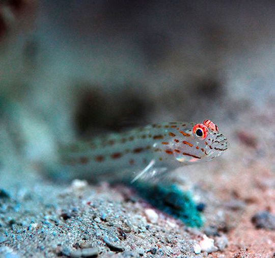 Die rot fluoreszierenden Augenringe zahlreicher Planktonfresser wie dieser Grundel erhöhen nach Ansicht der Forscher die Chance, kleine transparente Beutetiere im Plankton zu entdecken. Foto: Die rot fluoreszierenden Augenringe zahlreicher Planktonfresser wie dieser Grundel erhöhen nach Ansicht der Forscher die Chance, kleine transparente Beutetiere im Plankton zu entdecken. Foto:
