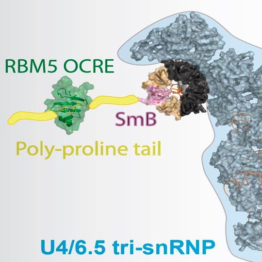 Das Protein RBM5 hilft, den Spleiß-Apparat zur Boten-RNA zu bringen, indem es an eines dieser Proteine bindet. Dadurch entscheidet RBM5, welche Isoform von Fas hergestellt wird. (Ausschnitt) Das Protein RBM5 hilft, den Spleiß-Apparat zur Boten-RNA zu bringen, indem es an eines dieser Proteine bindet. Dadurch entscheidet RBM5, welche Isoform von Fas hergestellt wird. (Ausschnitt)