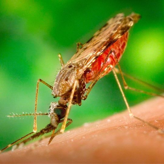 Stechmücken der Gattung Anopheles können Malaria-Parasiten aus der Gattung Plasmodium übertragen. Stechmücken der Gattung Anopheles können Malaria-Parasiten aus der Gattung Plasmodium übertragen.