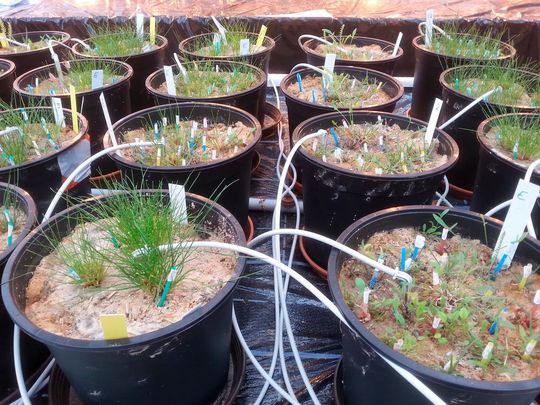 In experimentellen Ansätzen können im Gewächshaus Effekte von Bodenpilzen und anderen Umweltfaktoren auf Pflanzen-Lebensgemeinschaften untersucht werden. In experimentellen Ansätzen können im Gewächshaus Effekte von Bodenpilzen und anderen Umweltfaktoren auf Pflanzen-Lebensgemeinschaften untersucht werden.